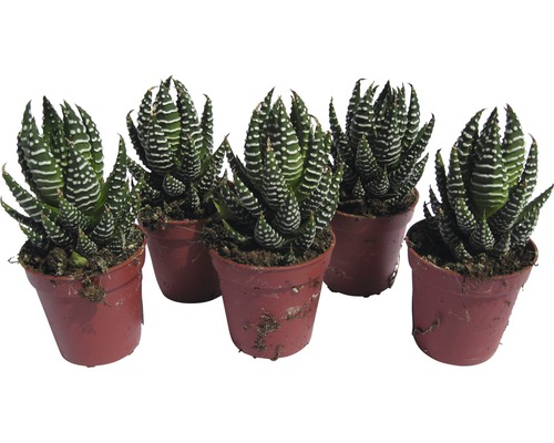 Cinci plante suculente zebră Haworthia în ghivece