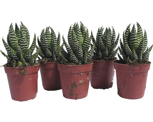 Cinci plante suculente Haworthia zebra în ghivece
