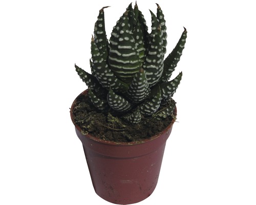 Haworthia zebra în ghiveci