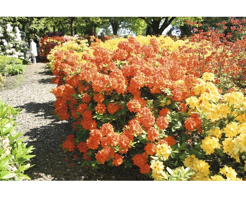 Azalee/Rododendron FloraSelf Rhododendron luteum H 30-40 cm Co 5 L portocaliu Azalee înflorite într-o grădină