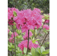 Azalee/Rododendron FloraSelf Rhododendron luteum H 30-40 cm Co 5 L roz