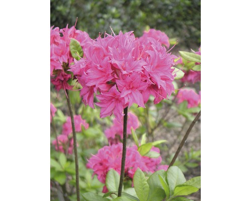 Azalee/Rododendron FloraSelf Rhododendron luteum H 30-40 cm Co 5 L roz