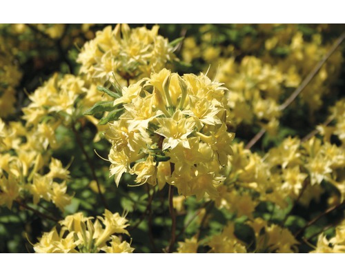 Azalee/Rododendron FloraSelf Rhododendron luteum H 30-40 cm Co 5 L galben Flori de azalee galbene în detaliu