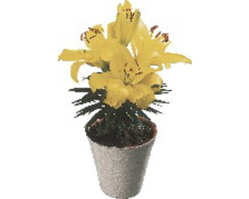 Crin FloraSelf Lilium x Hybride ghiveci Ø 13 cm Crin FloraSelf Lilium x Hybride ghiveci Ø 13 cm