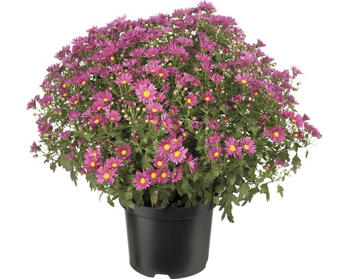 Crizantemă FloraSelf Chrysanthemum indicum ghiveci Ø 19 cm diferite culori Crizantemă în ghiveci cu flori violet