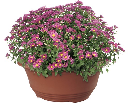 Tufă de crizanteme într-un ghiveci