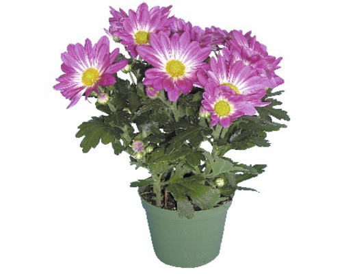 Crizantemă în ghiveci cu flori violet