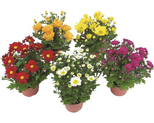 Crizantemă FloraSelf Chrysanthemum indicum ghiveci Ø 12 cm diferite culori Cinci crizanteme la ghiveci cu flori