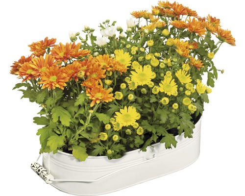 Crizanteme într-un ghiveci alb