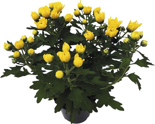 Crizantemă galbenă în ghiveci