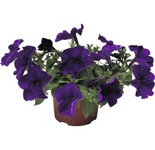 Petunia FloraSelf Petunia x atkinsiana ghiveci Ø 10,5 cm