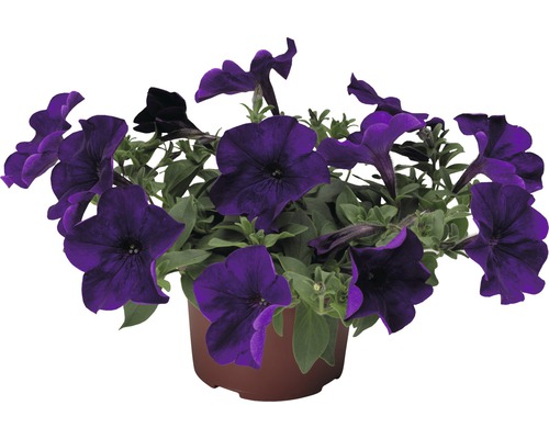 Petunia FloraSelf Petunia x atkinsiana ghiveci Ø 10,5 cm