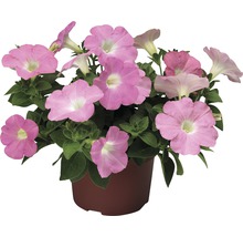 Petunia FloraSelf Petunia x atkinsiana ghiveci Ø 10,5 cm
