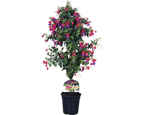 Cerceluș FloraSelf Fuchsia-Cultivars H 35-50 cm ghiveci Ø 18 cm
