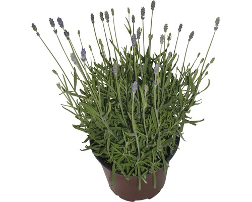 Levănțică FloraSelf Lavandula angustifolia 'Hidcote' H 30-40 cm ghiveci Ø 18 cm Lavandă în ghiveci