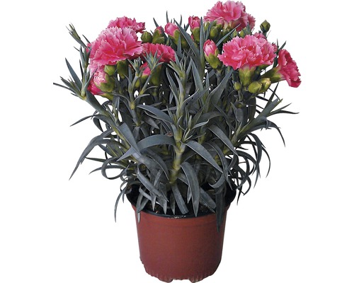 Garofițe Dianthus ghiveci Ø 10,5 cm