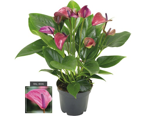 Floarea Flamingo mov FloraSelf Anthurium andreanum 'Purple' H 35-40 ghiveci Ø 12 cm