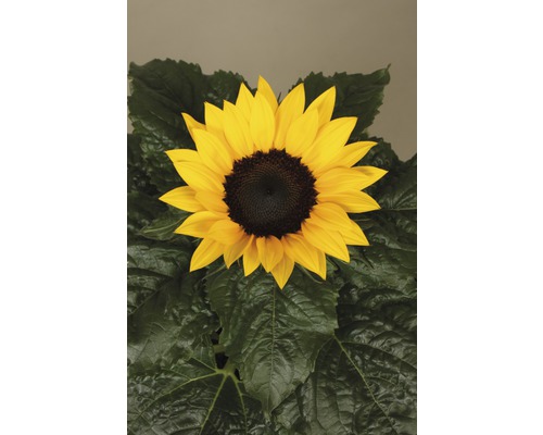 Floare soarelui cu petale galbene și frunze verzi