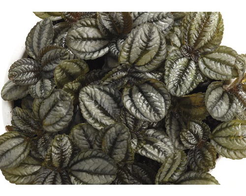 Pilea involucrata, plantă de interior cu frunze decorative