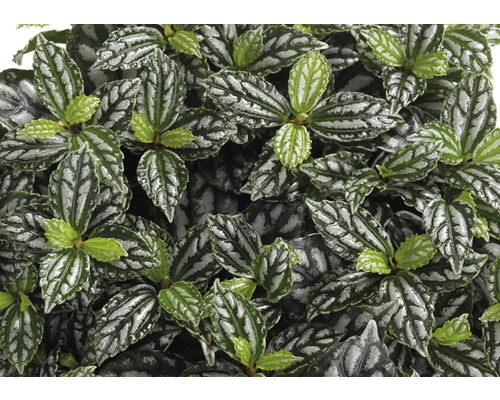 Prim-plan cu o plantă de interior Pilea cadierei cu frunze cu model