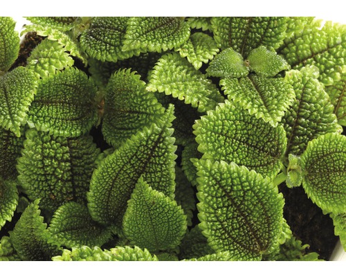 Prim-plan al unei plante de covor cu frunze texturate