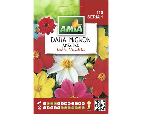 Semințe flori Amia Dalia Mignon amestec