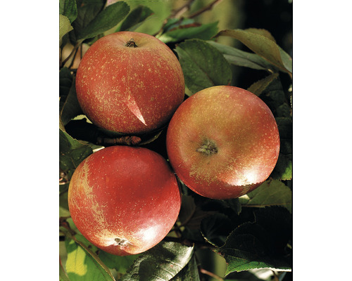 Bio Pom fructifer măr FloraSelf Bio Malus domestica 'Cox Orange' H 130-150 cm Co 7,5 L