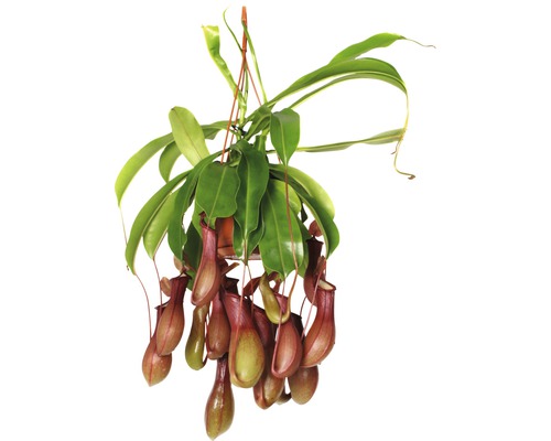 Plantă carnivoră FloraSelf Nepenthes 'Alata' H 55-60 cm ghiveci Ø 14 cm