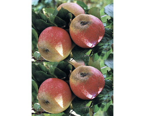 Pom fructifer măr FloraSelf Malus domestica 'Roter Boskoop' H 150-180 cm Co 6 L