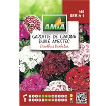 Semințe flori Amia garofiţe de grădină duble amestec-thumb-0