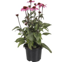 Echinacea într-un ghiveci cu flori roz