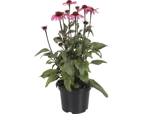 Echinacea într-un ghiveci cu flori roz