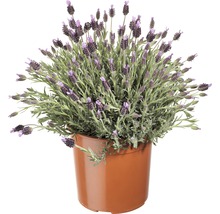 Levănțică FloraSelf Lavandula stoechas 'Anouk' H 20-25 cm ghiveci Ø 17 cm-thumb-3 Levănțică FloraSelf Lavandula stoechas 'Anouk' H 20-25 cm ghiveci Ø 17 cm-thumb-3