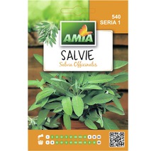 Semințe de salvie Amia-thumb-0