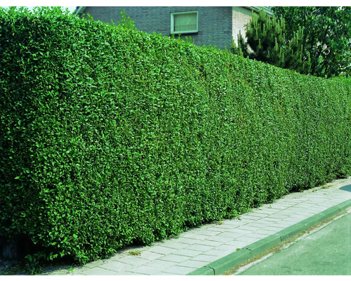 Gard viu verde dens ca gard de grădină