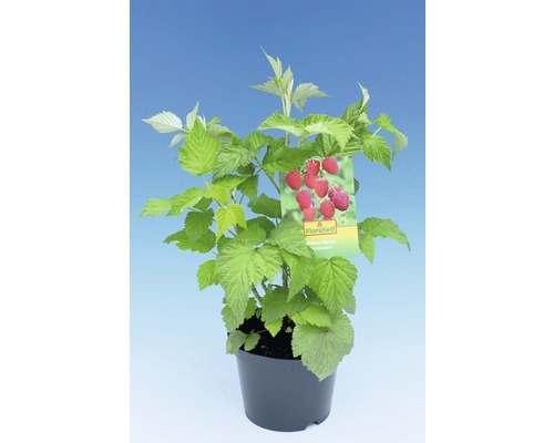 Plantă de zmeură în ghiveci