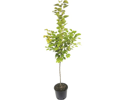 Măr în ghiveci cu frunze