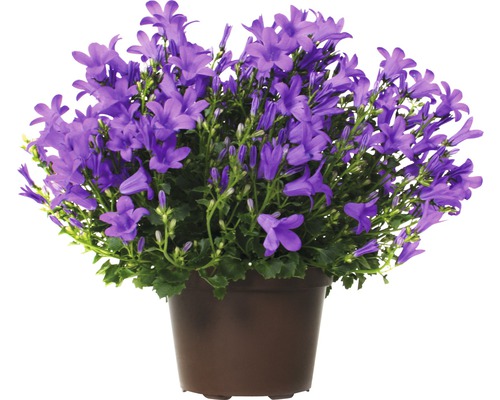 Clopoțel FloraSelf Campanula portenschlagiana 'Get Mee' H 20-30 cm ghiveci Ø 10,5 cm