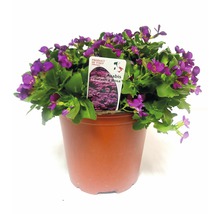 Arabis caucasica Rosa în ghiveci