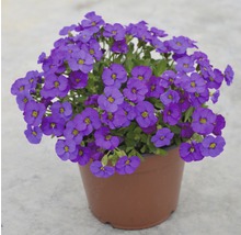 Floare pereniță în ghiveci
