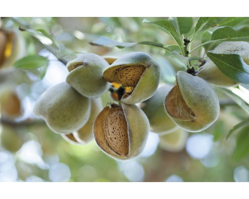 Bio Pom fructifer migdal FloraSelf Bio Prunus dulcis H 130-150 cm Co 7,5 L Prim-plan cu migdale în copac