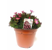Saxifraga Carpet Pink într-un ghiveci