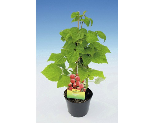 Plantă de zmeură în ghiveci