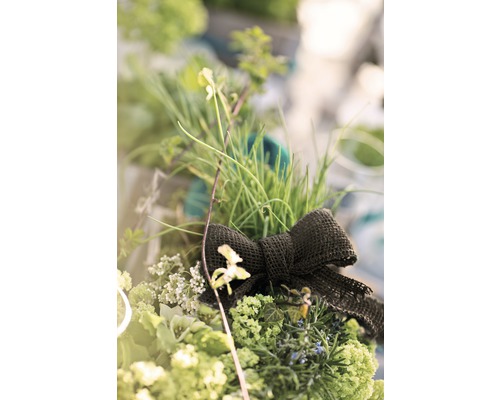 Grup decorativ de plante cu fundă ca decor de grădină