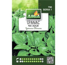 Pachet de semințe de spanac Matador