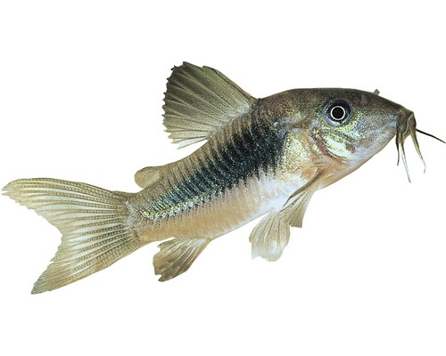 Pește Corydoras aeneus/schultzei, mărimea M