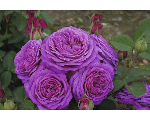 Prim-plan cu trandafiri mov înfloriți