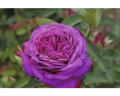 Prim-plan cu un trandafir nobil violet în grădină