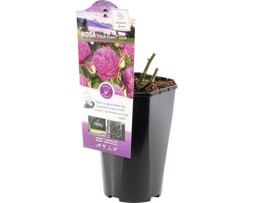 Trandafir Heidi Klum în ghiveci