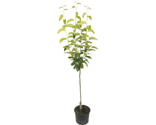 Copac în ghiveci cu frunze